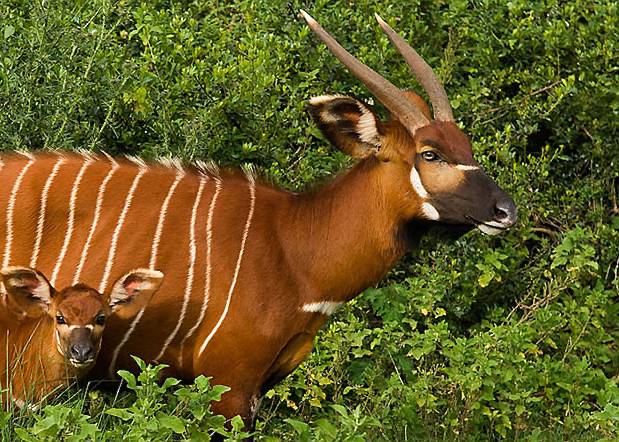 4 Days Mombasa Tsavo