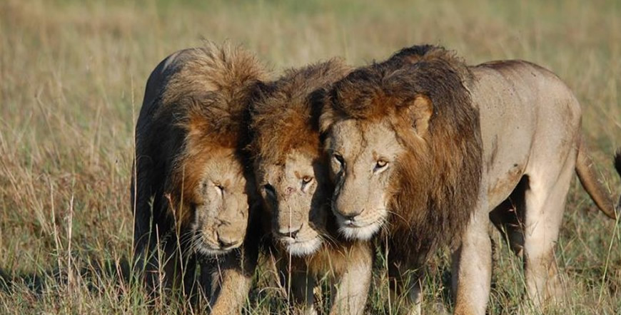 6 Days Masai Mara Lake Naivasha Amboseli