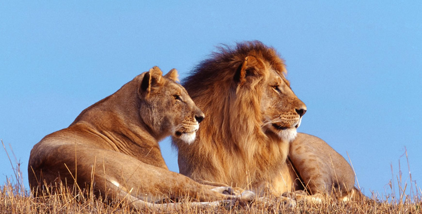 5 Days Masai Mara Safari