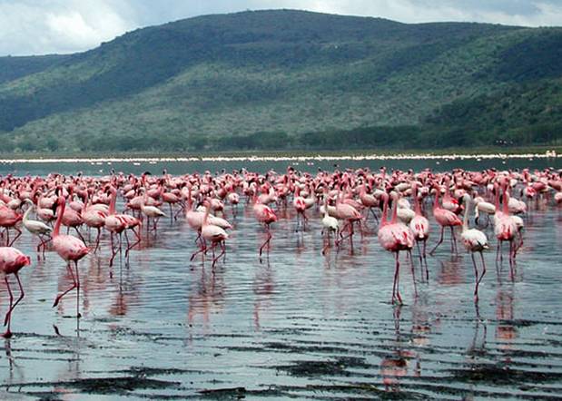 6 Days: Masai Mara Lake Nakuru Amboseli