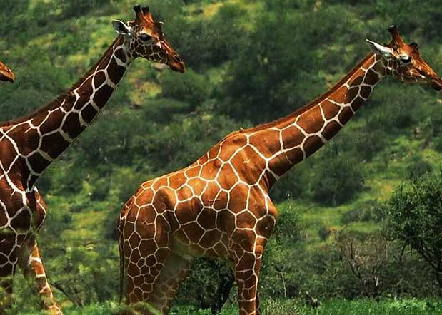 5 Days Amboseli, Tsavo Diani Beach