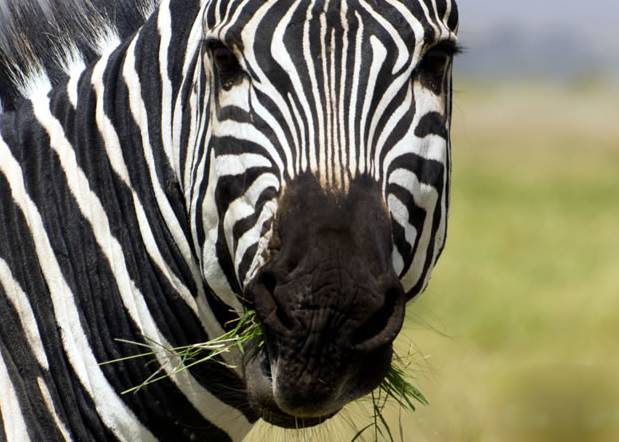 5 Days Tsavo Mombasa