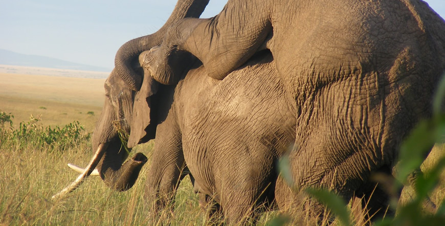 5 Days Amboseli, Tsavo West and Tsavo East National Park
