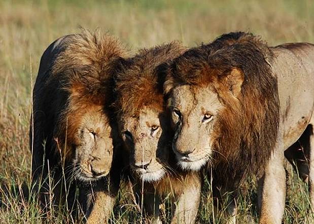 6 Days: Nairobi Amboseli Tsavo