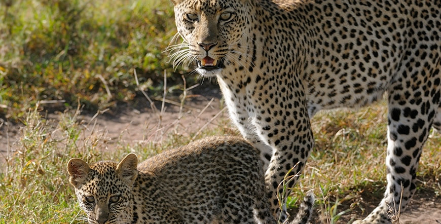 6 Days Masai Mara Lake Nakuru Amboseli
